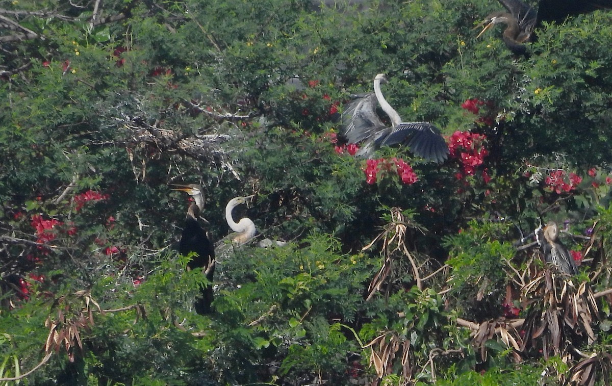Oriental Darter - ML644399391
