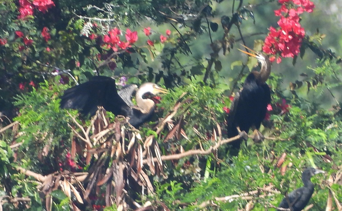 Oriental Darter - ML644399393