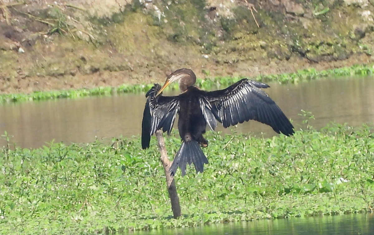 Oriental Darter - ML644399394