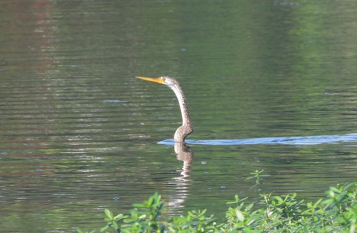 Oriental Darter - ML644399395