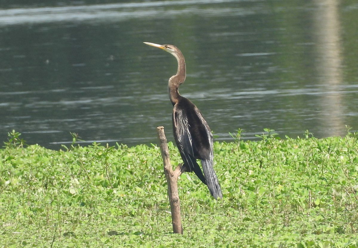 Oriental Darter - ML644399396