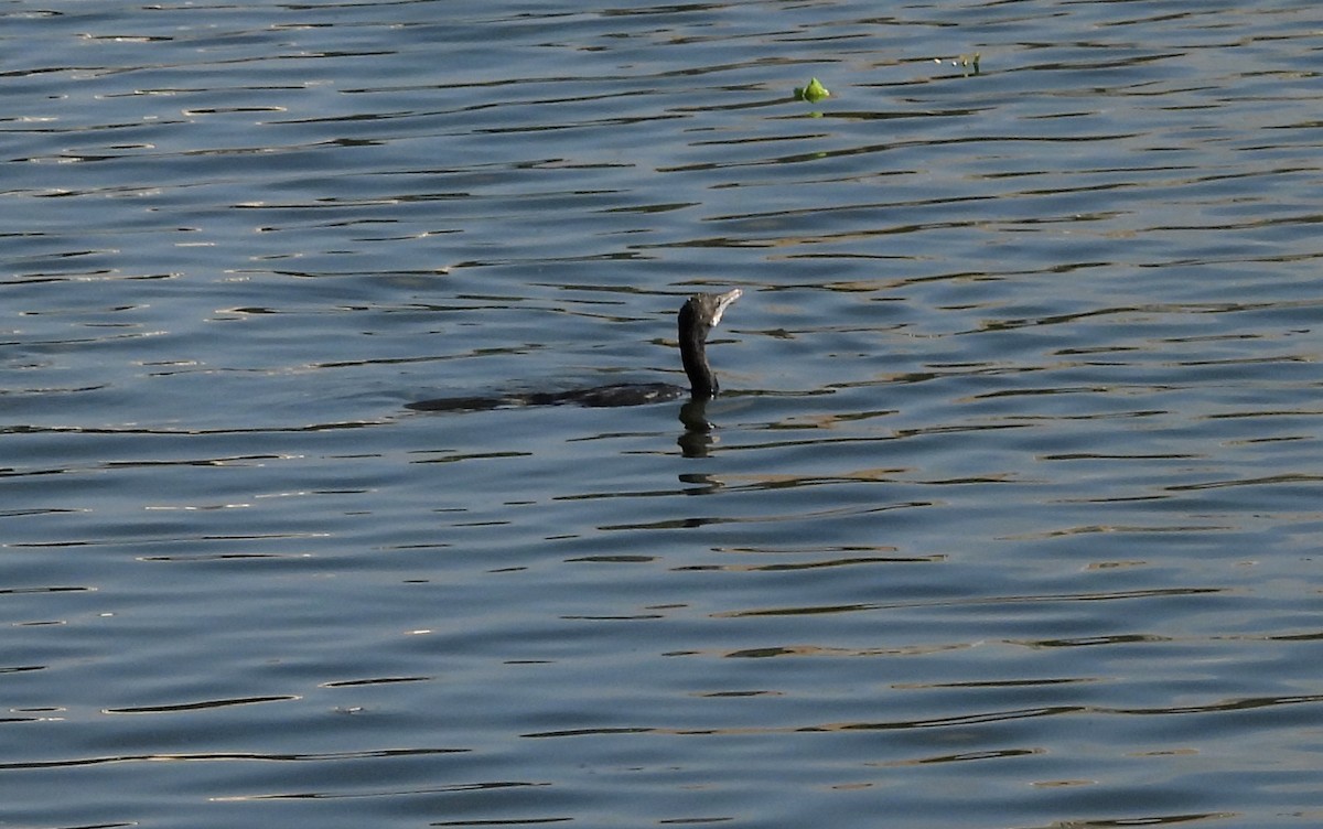 orientdvergskarv - ML644399420