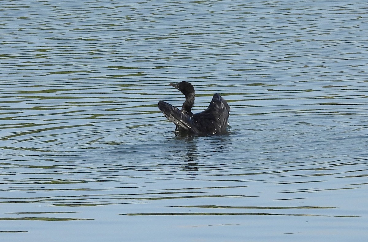 orientdvergskarv - ML644399421