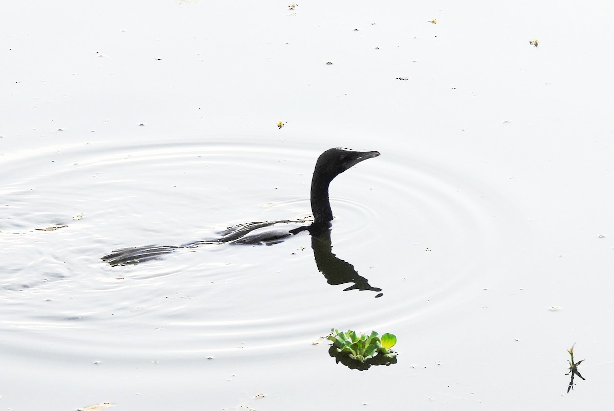 orientdvergskarv - ML644399422