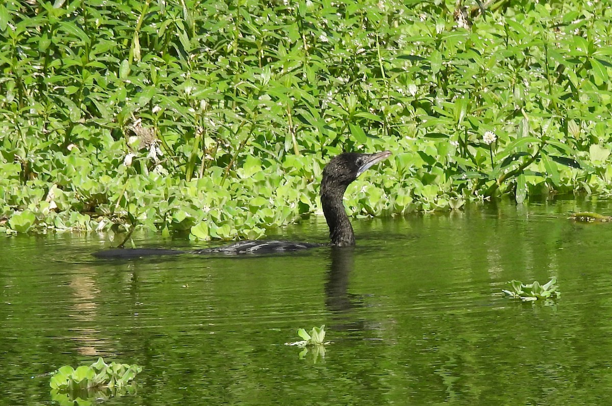 orientdvergskarv - ML644399423