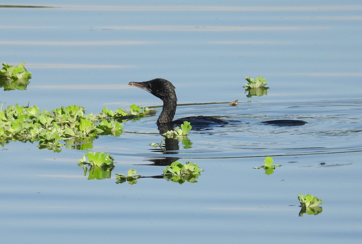 orientdvergskarv - ML644399424