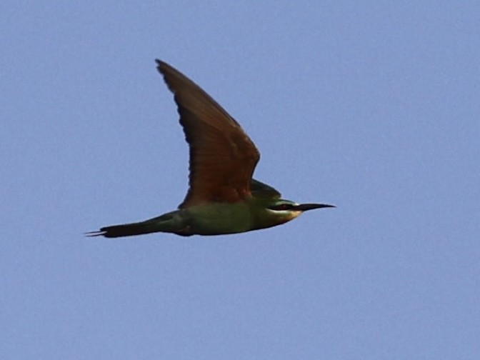 Guêpier de Perse - ML644399436