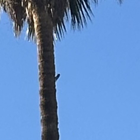 シマアカゲラ - ML644399443