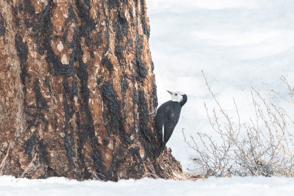 White-headed Woodpecker - ML644399467