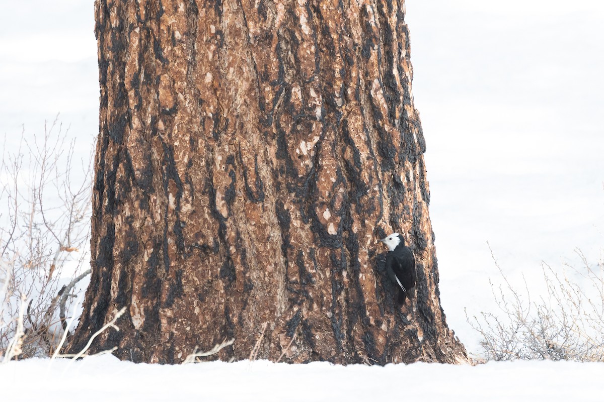 White-headed Woodpecker - ML644399468