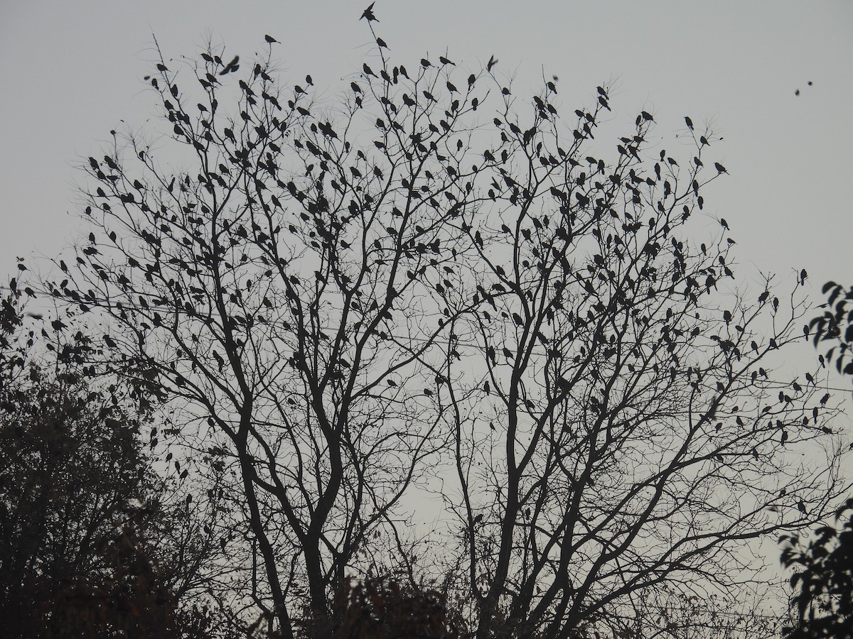 Icteridae sp. - ML644399472