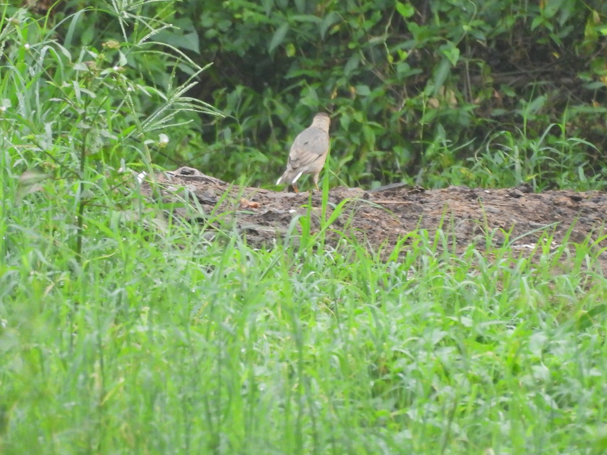 Brahminy Starling - ML644399481