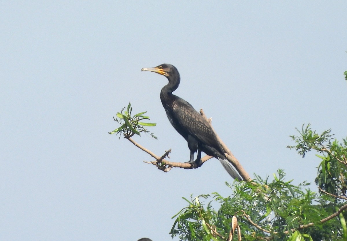 storskarv - ML644399482