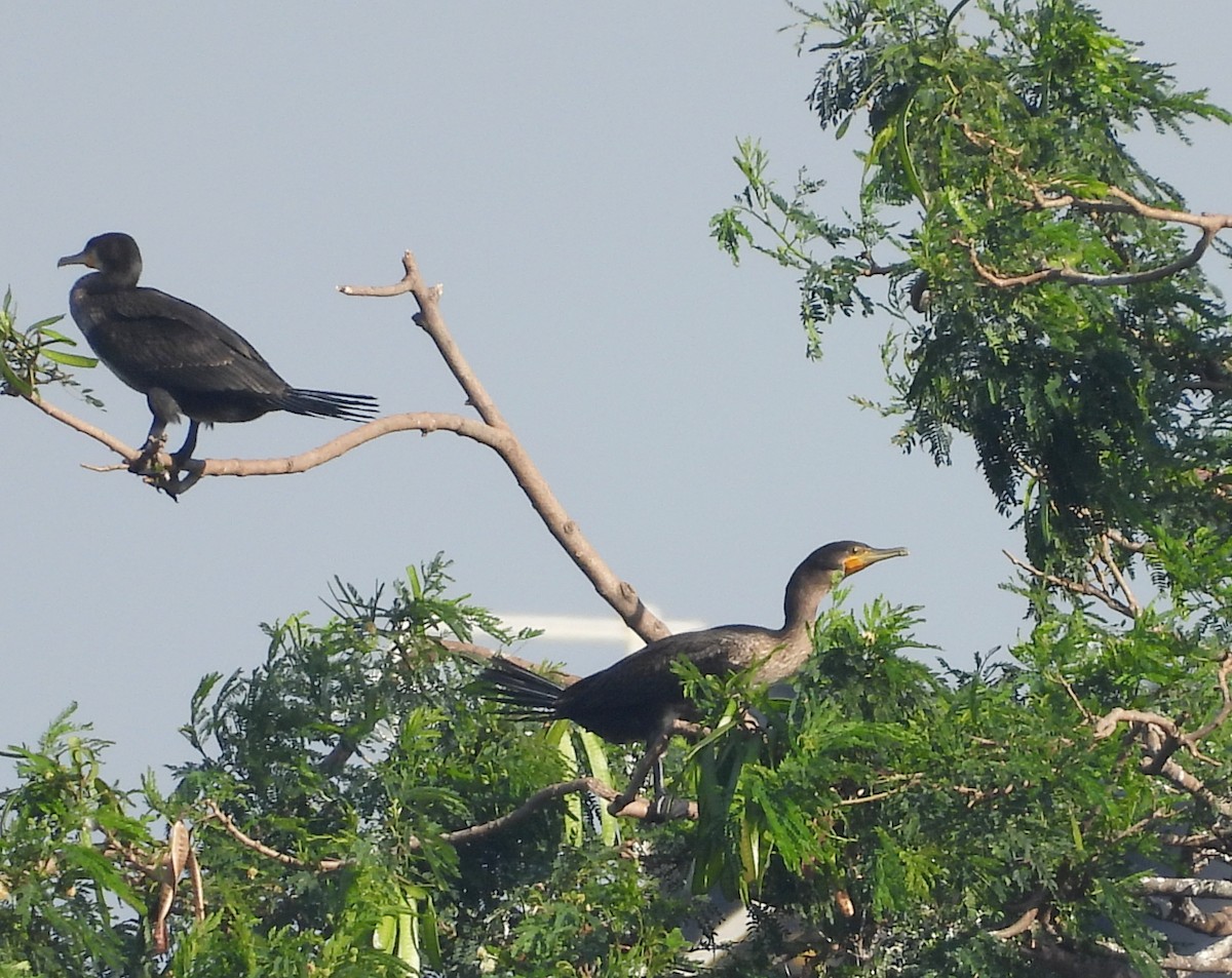 storskarv - ML644399484