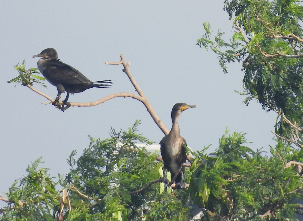 storskarv - ML644399485