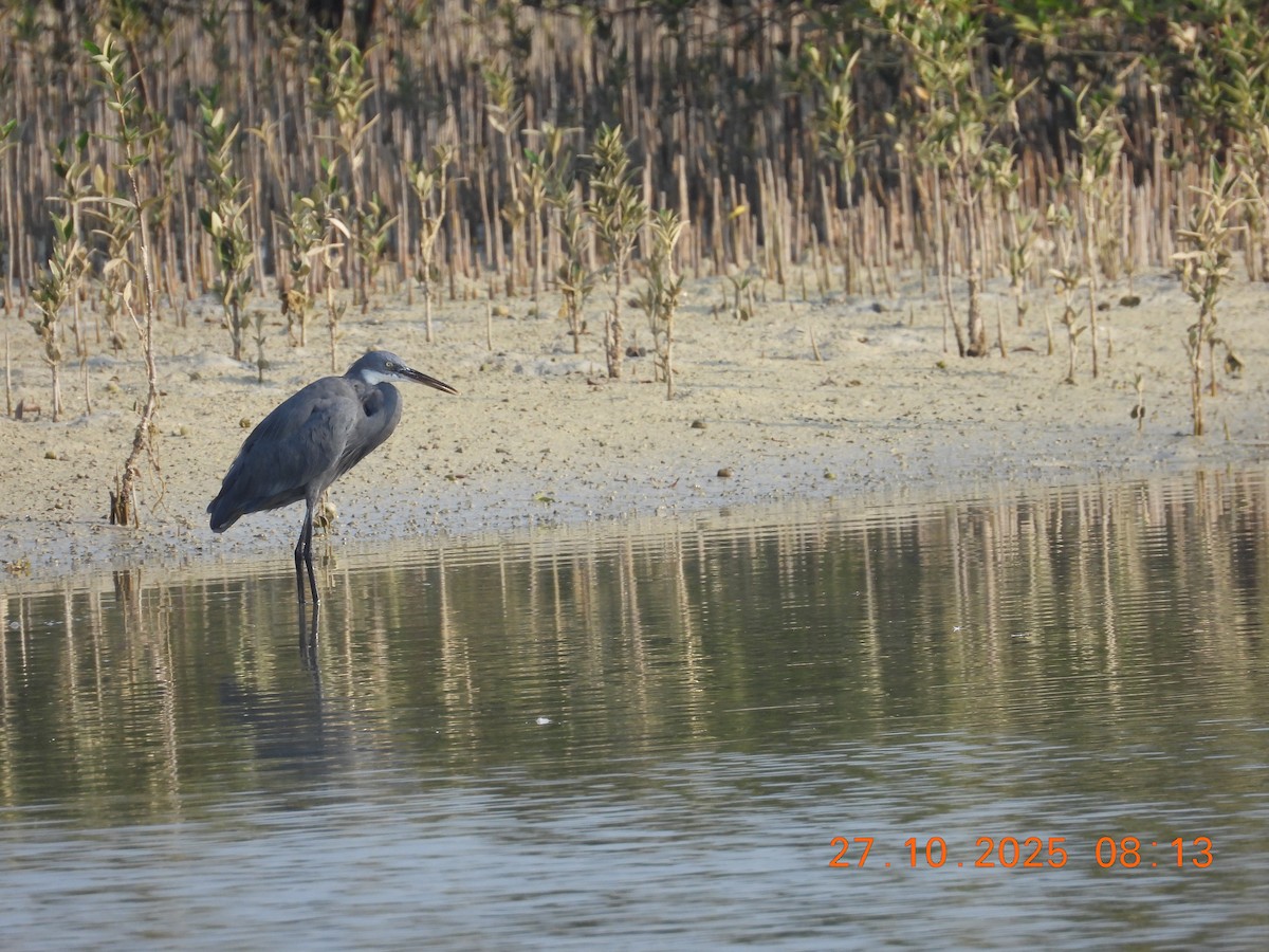 Western Reef-Heron - ML644399508