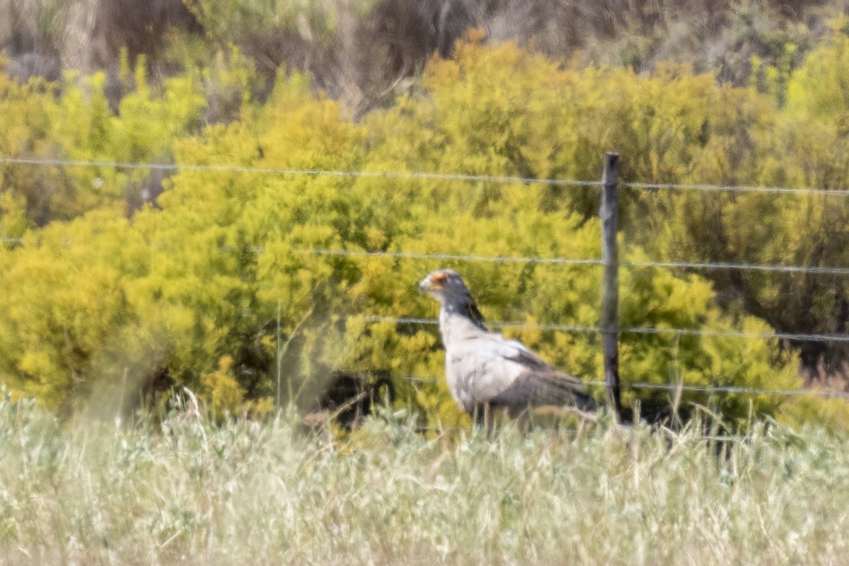 ヘビクイワシ - ML644399515