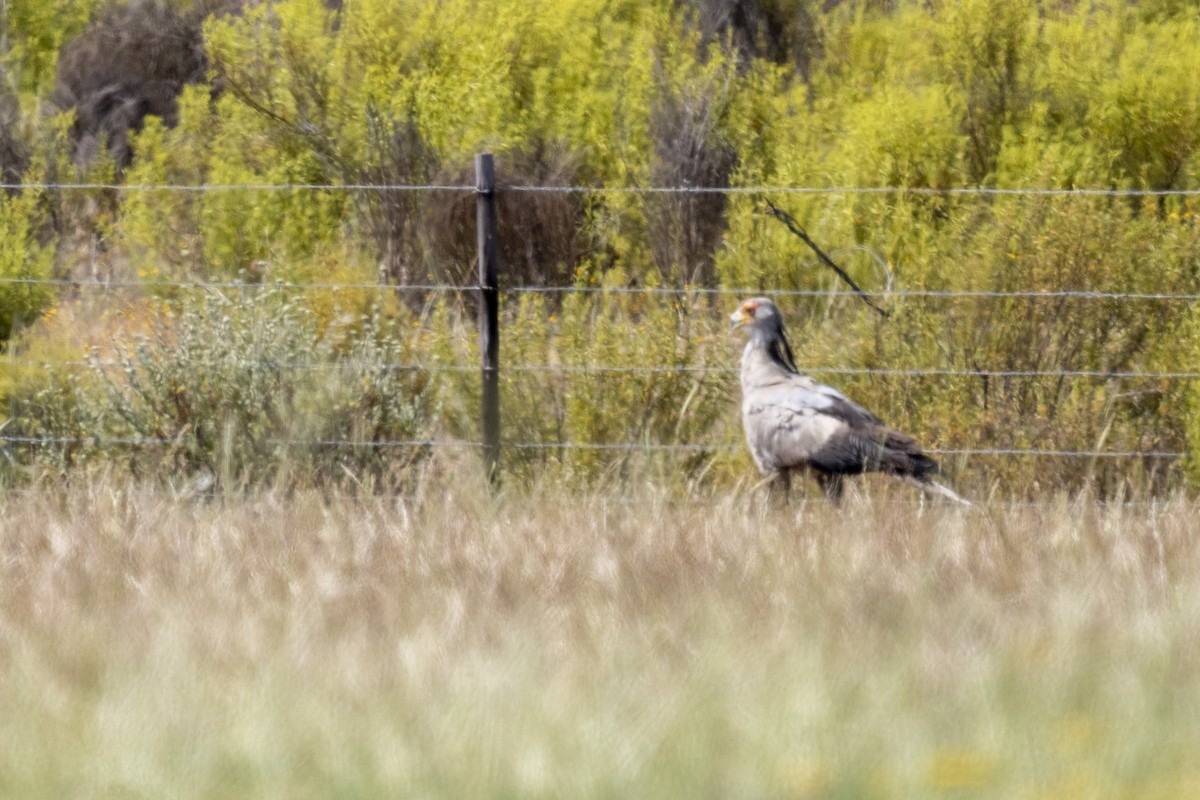 ヘビクイワシ - ML644399516