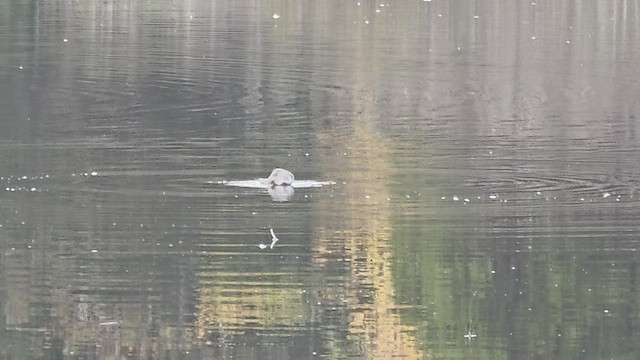 vodouš žlutonohý - ML644399520