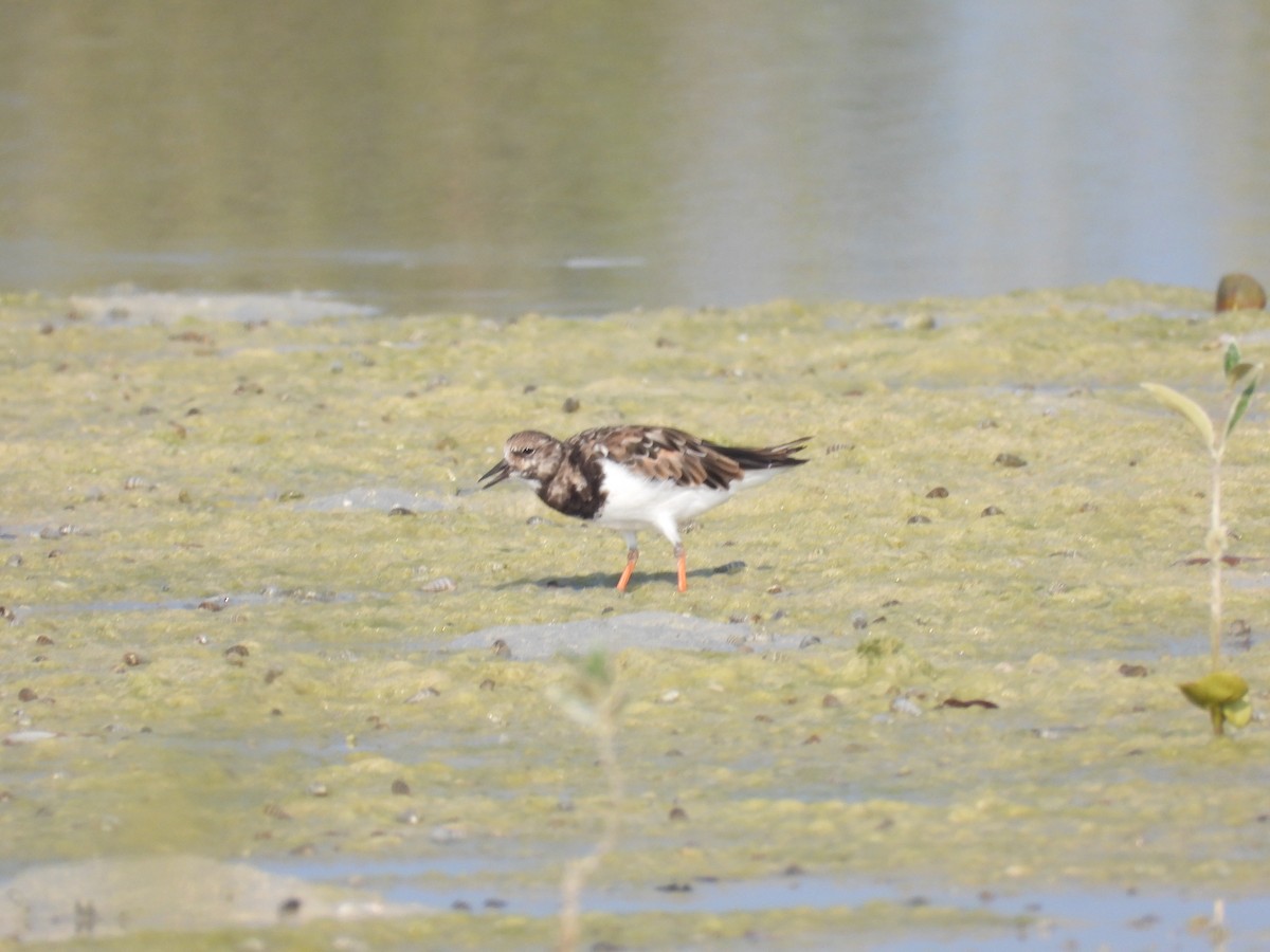 Ruddy Turnstone - ML644399524