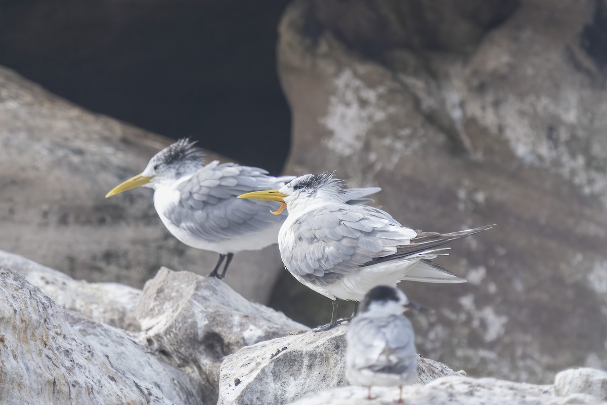 Крячок жовтодзьобий - ML644399529