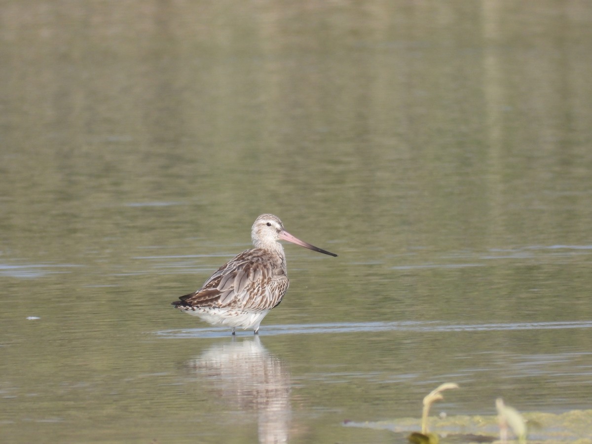Bar-tailed Godwit - ML644399532