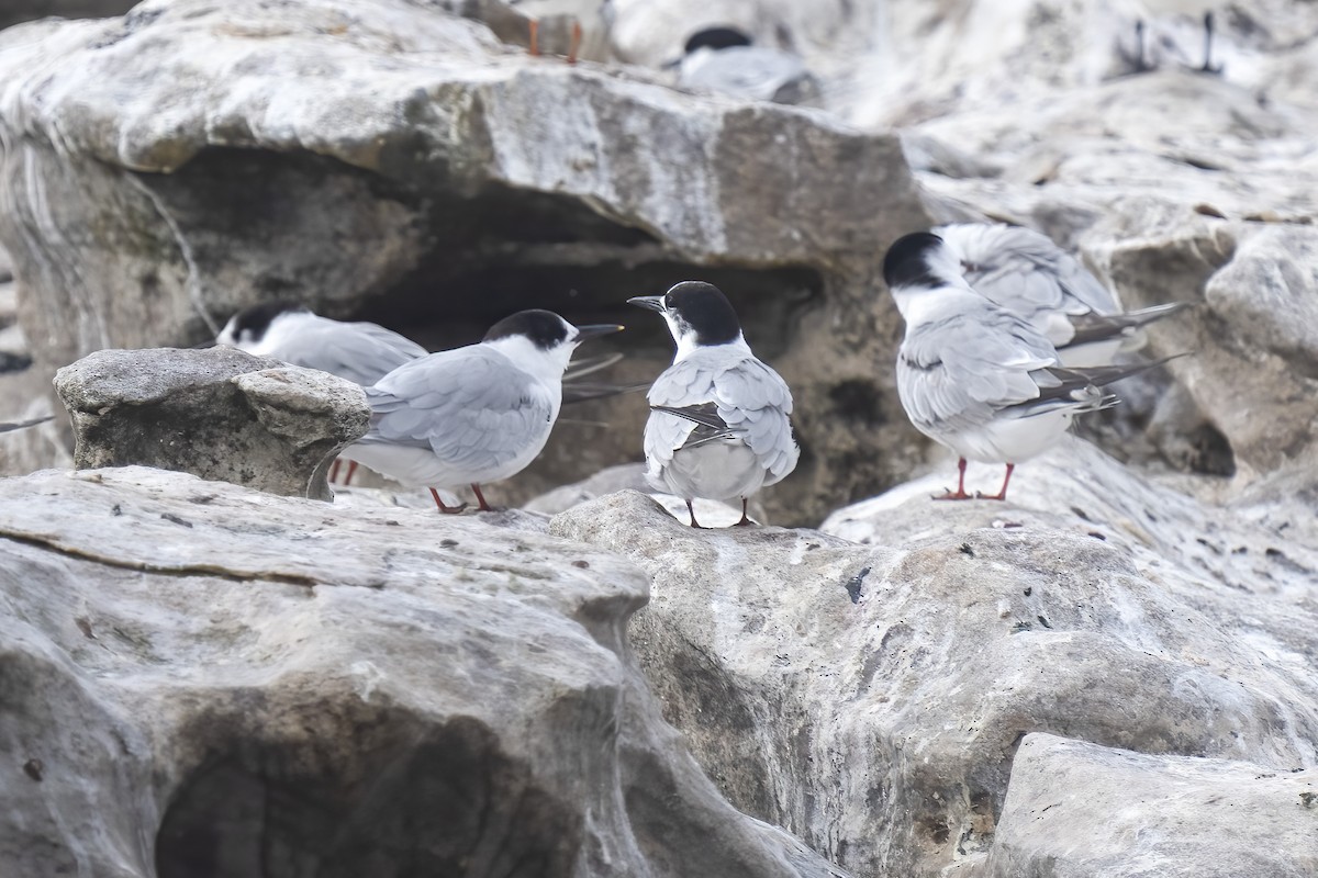 Flussseeschwalbe - ML644399536