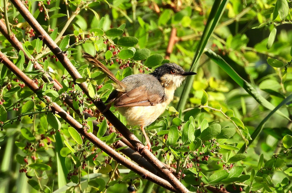 Prinia Cenicienta - ML644399557