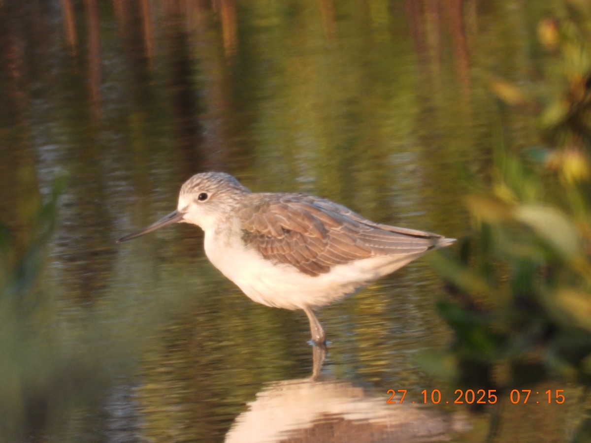 Common Greenshank - ML644399559