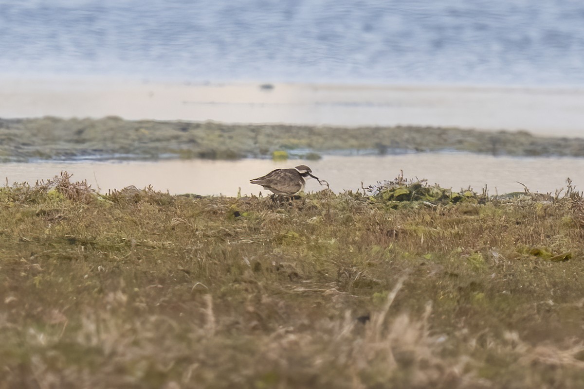 Chorlitejo Pecuario - ML644399560