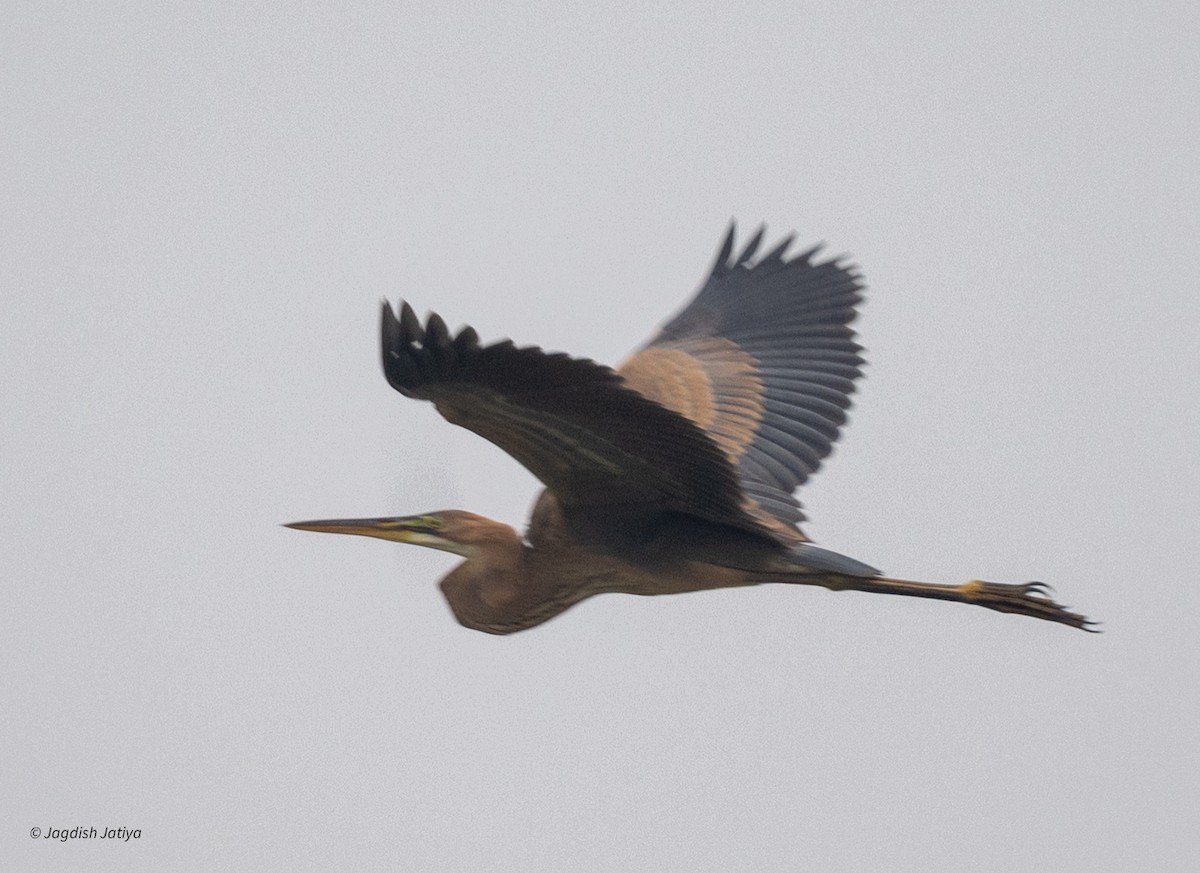 Purple Heron - ML644399562