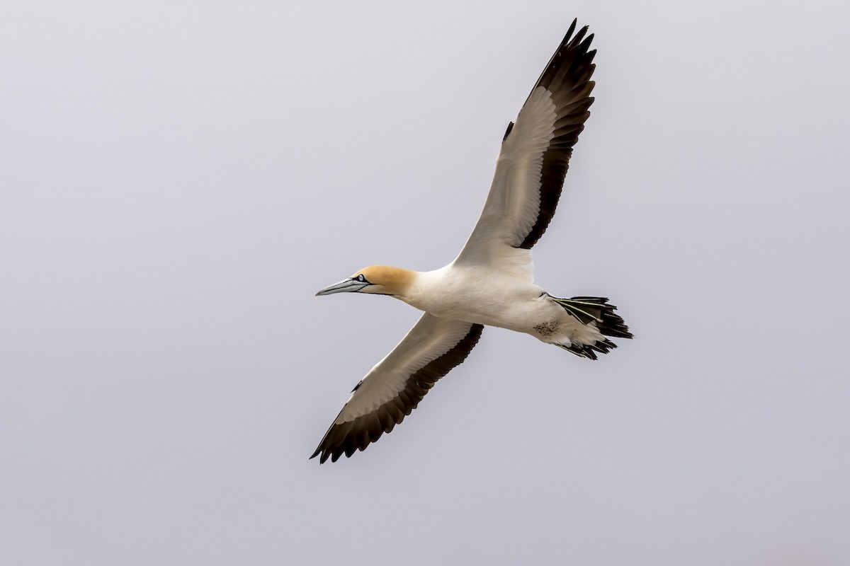 Cape Gannet - ML644399570