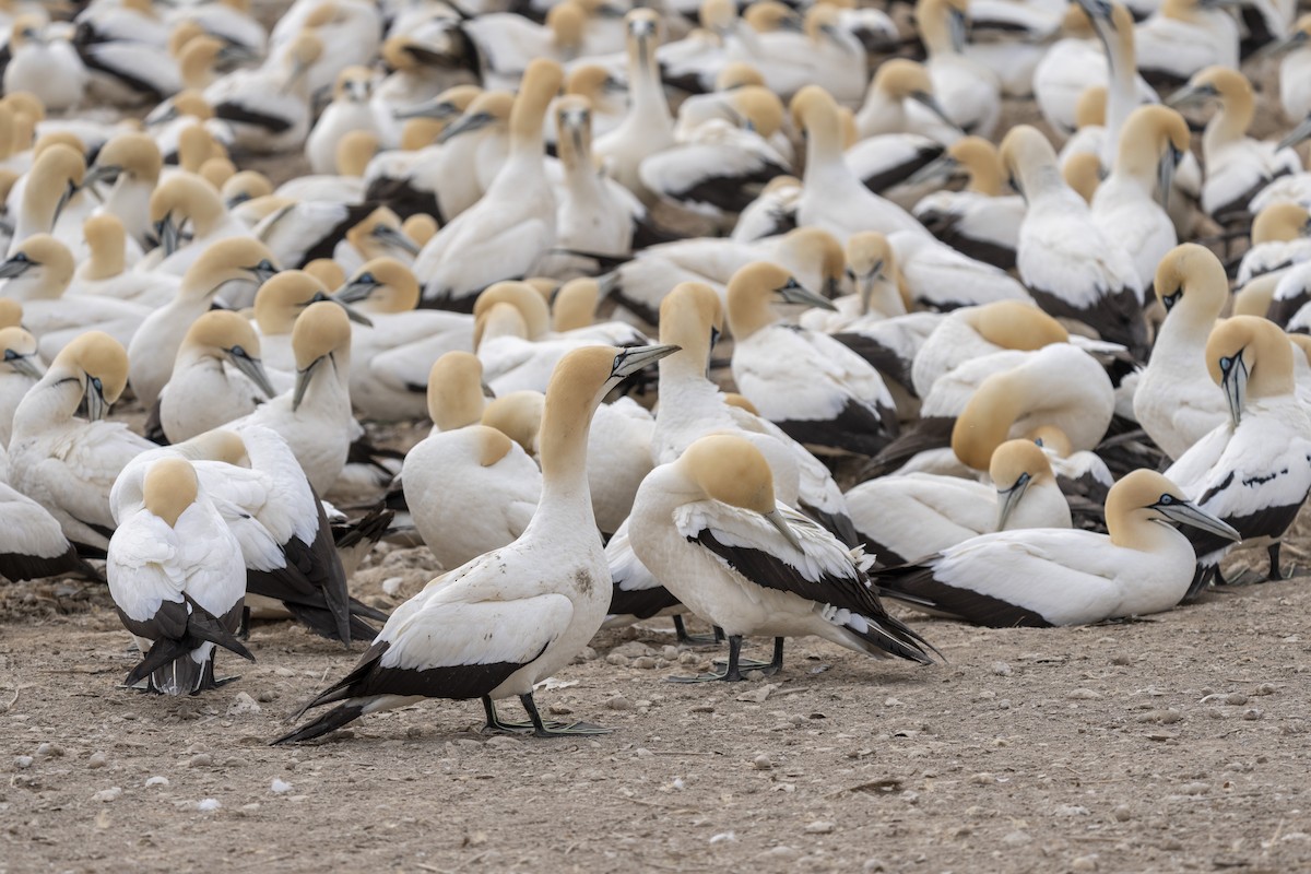 Cape Gannet - ML644399571