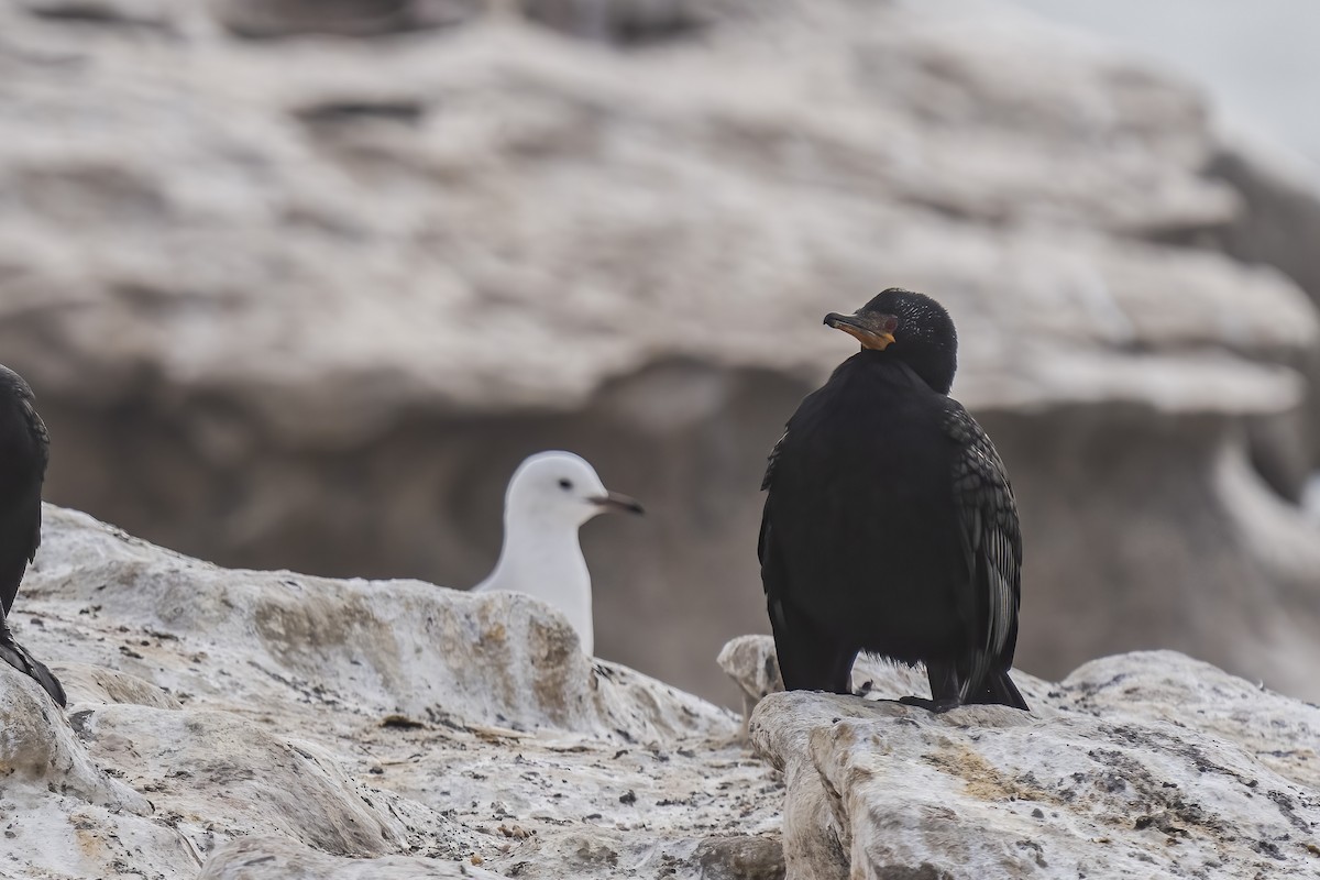 Kronenscharbe - ML644399581