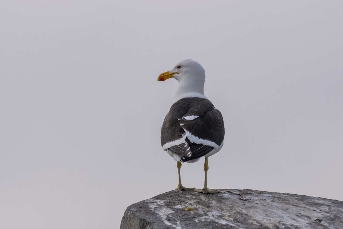 Dominikanermöwe - ML644399587