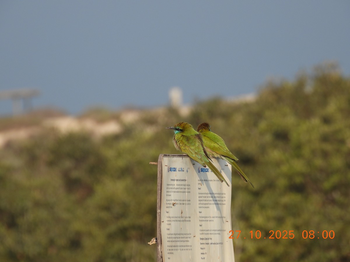 Arabian Green Bee-eater - ML644399588