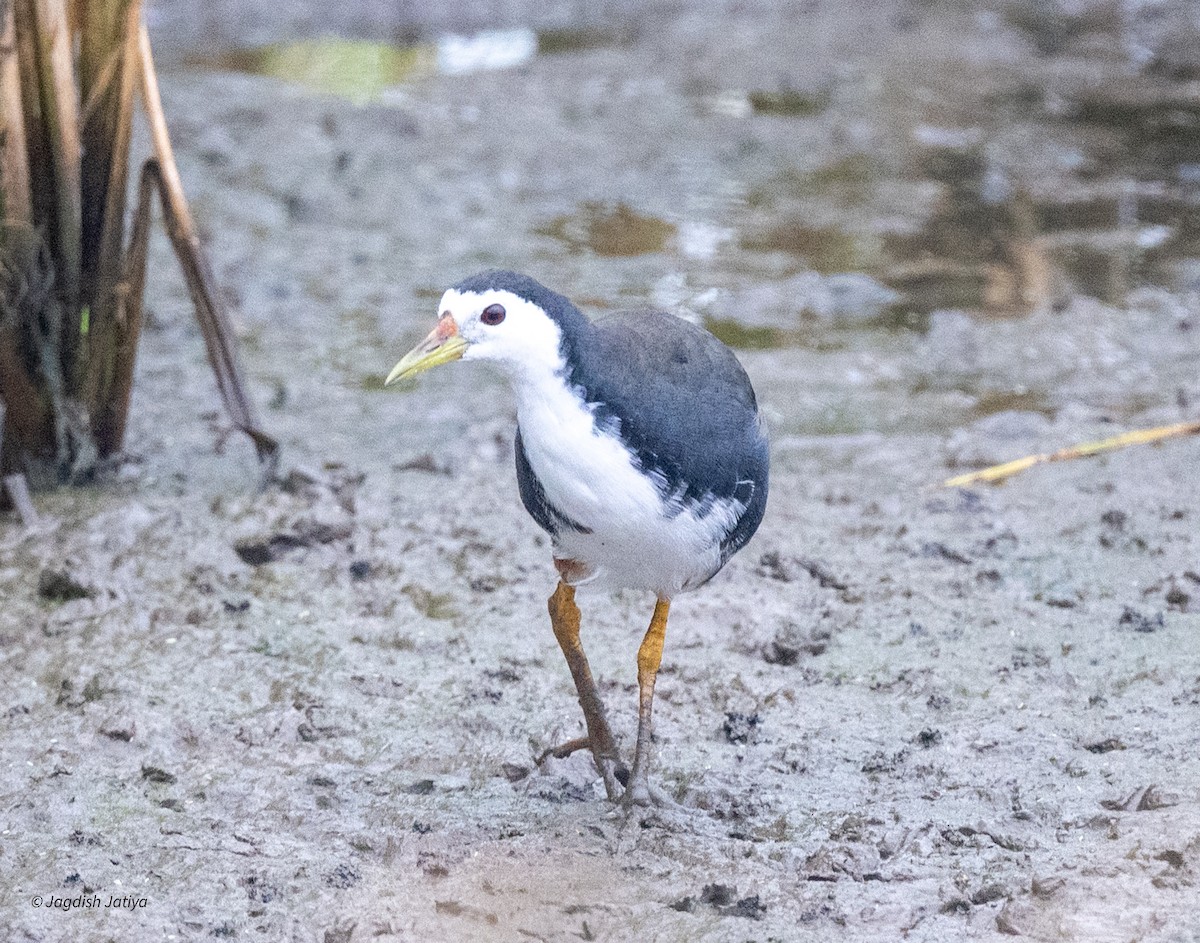 White-breasted Waterhen - ML644399589