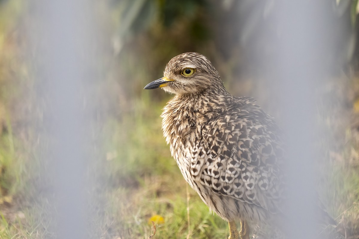 Spotted Thick-knee - ML644399593