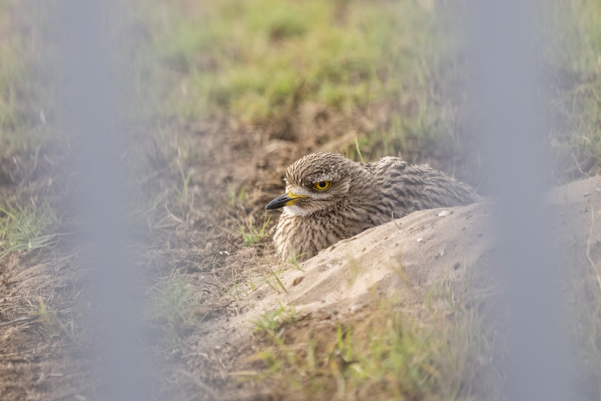 Spotted Thick-knee - ML644399594