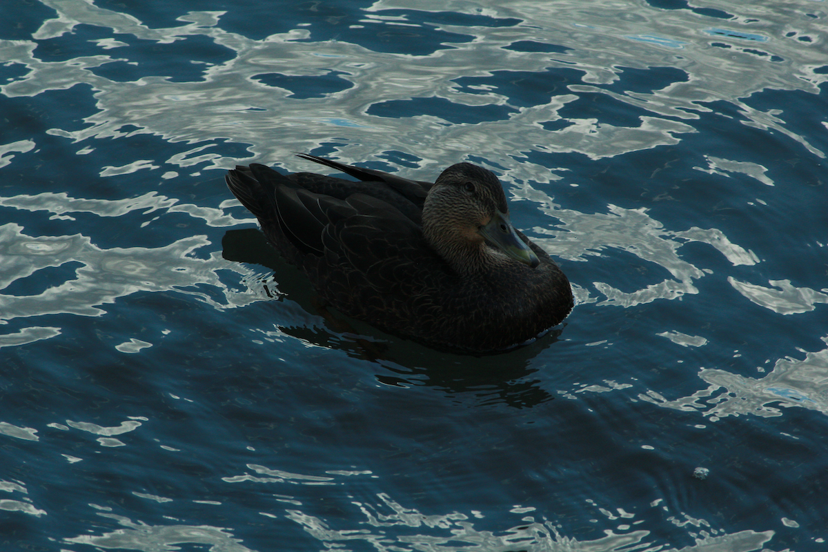 American Black Duck - ML644399620