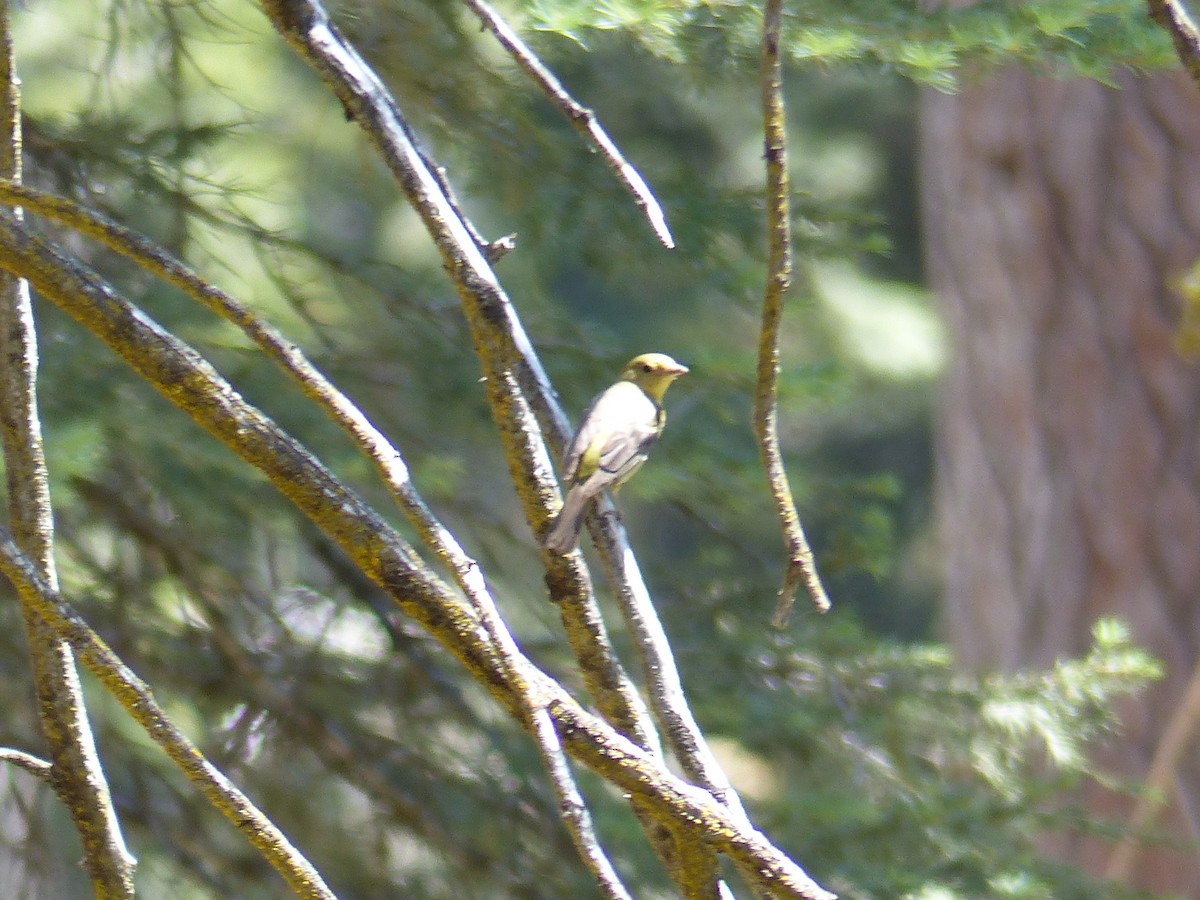 Western Tanager - ML644399622