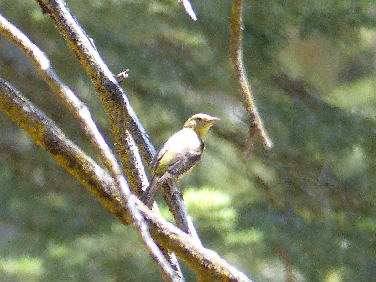 Western Tanager - ML644399623