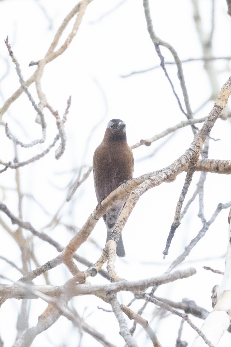 Gray-crowned Rosy-Finch - ML644399625