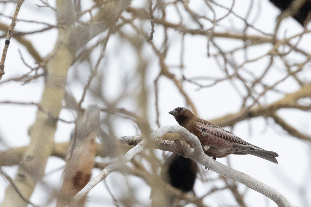 Gray-crowned Rosy-Finch - ML644399626