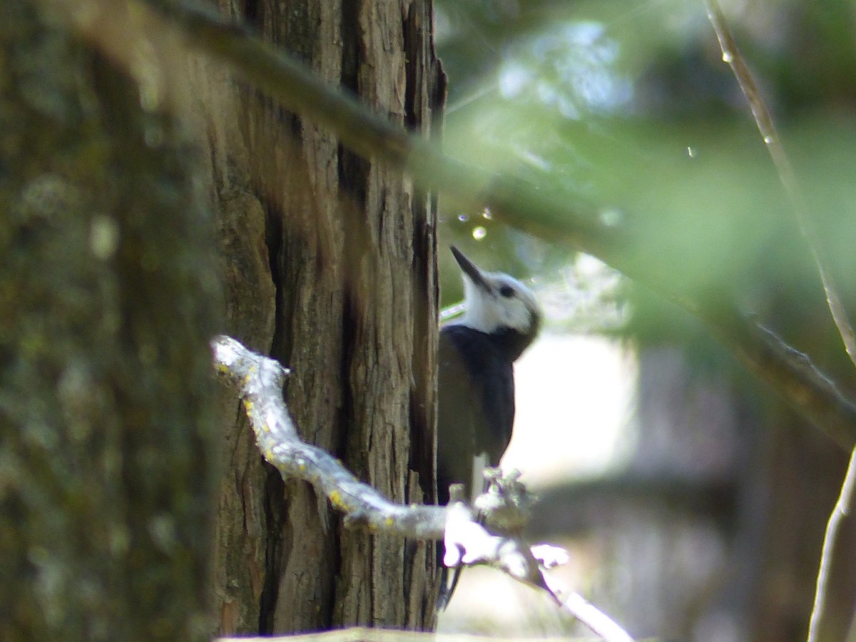 White-headed Woodpecker - ML644399630