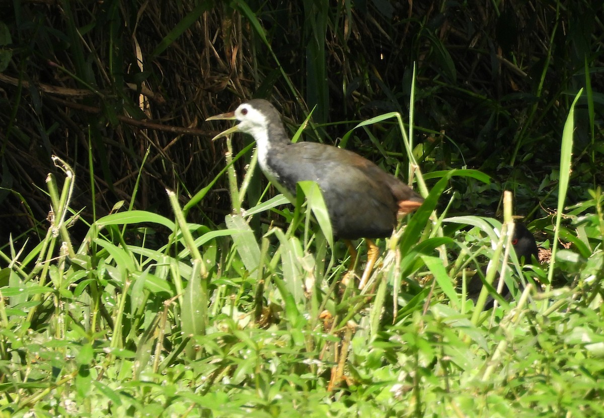 White-breasted Waterhen - ML644399632