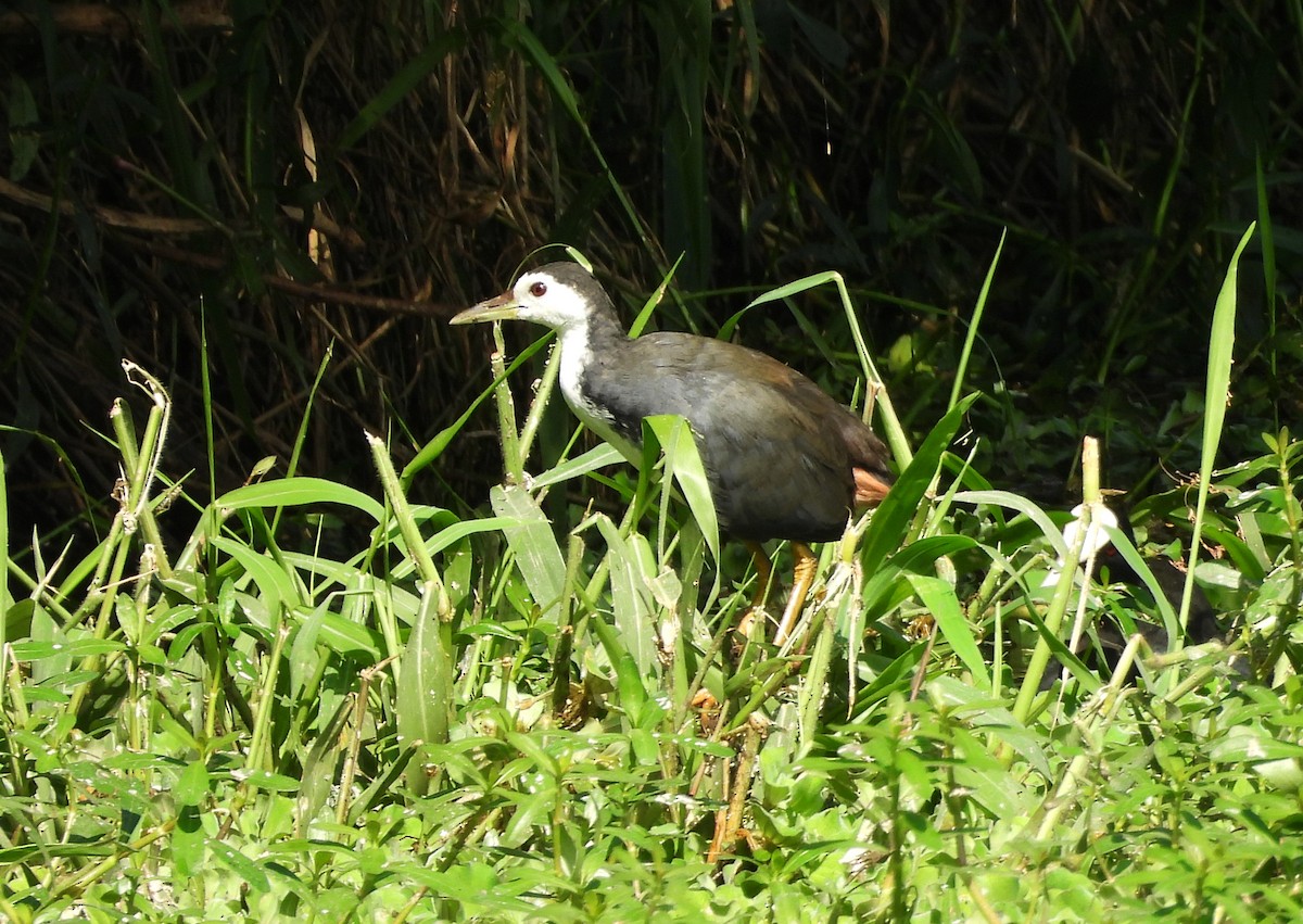 White-breasted Waterhen - ML644399634