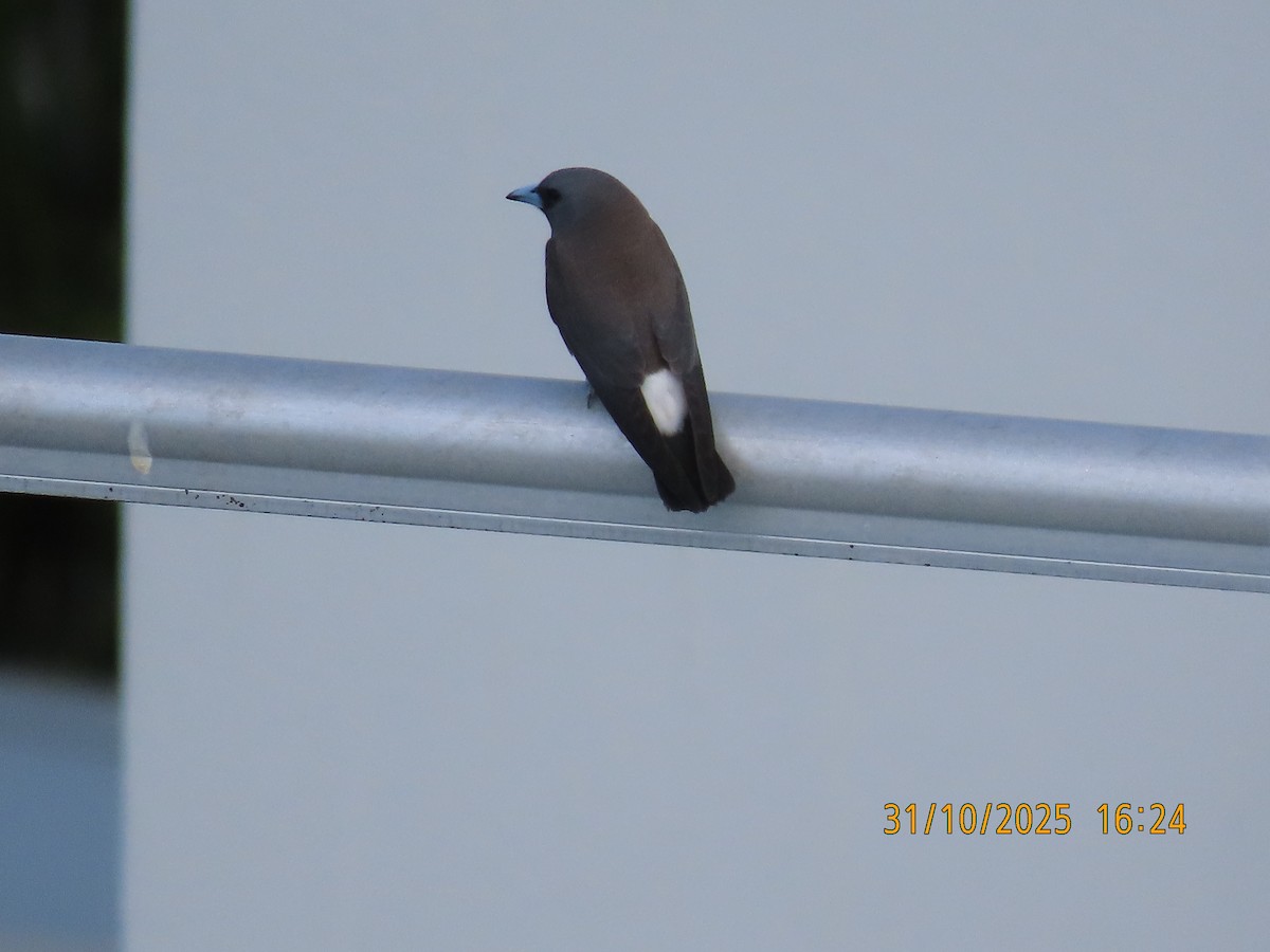 Weißbauch-Schwalbenstar - ML644399636