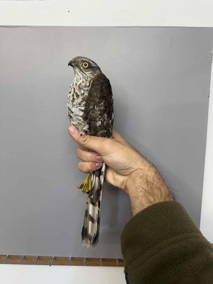 Eurasian Sparrowhawk - ML644399648