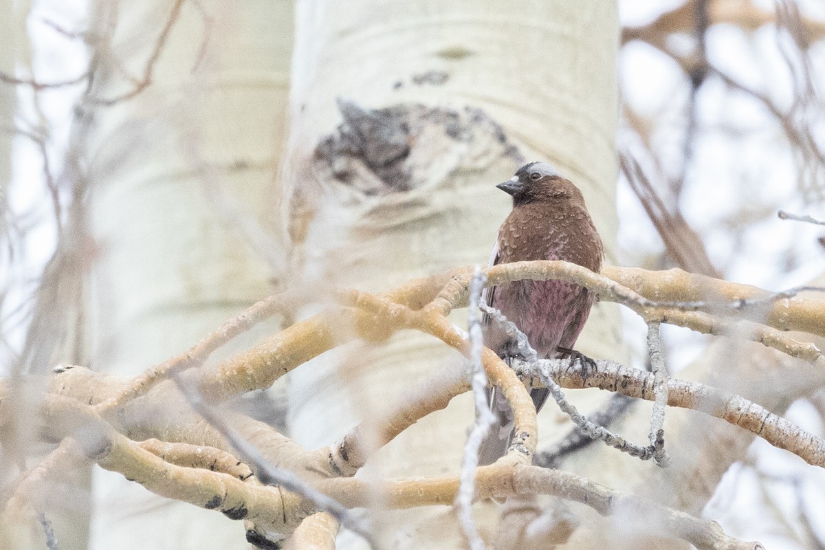 Gray-crowned Rosy-Finch - ML644399651